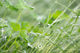 Fly on Clover Leaf Sentient Imagery