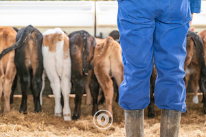 Products: Calf Rearer at the Ready Sentient Imagery