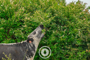 The Flowering Barberry Sentient Imagery