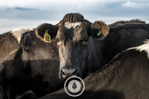Products: Wistful+ Intense Sentient Imagery A dairy cow looking into the lens wistfully and intensely