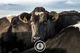 Wistful+ Intense Sentient Imagery A dairy cow looking into the lens wistfully and intensely