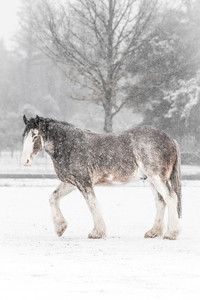 Products: Clydesdale in Snow Sentient Imagery