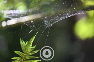 Fern Pillars + Spiderwebs Sentient Imagery