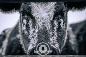 Products: Speckled Park Eyes Sentient Imagery