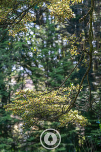 Alpine Beech Bonsai Sentient Imagery