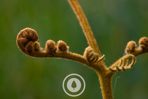 New Life Unfurling Sentient Imagery