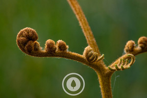 Products: New Life Unfurling Sentient Imagery