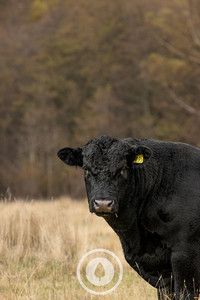 Autumn Angus Watching Sentient Imagery