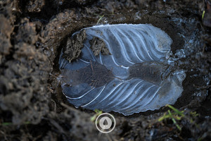 Products: Winter's Hoofprint Sentient Imagery