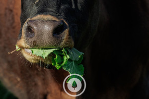 Canterbury Kale Munchin' Sentient Imagery
