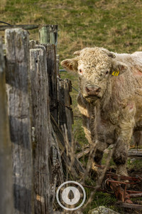 Charolais Curls Sentient Imagery