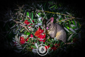 Products: The Pōhutukawa Possum Sentient Imagery