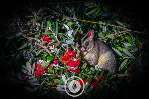 Products: The Pōhutukawa Possum Sentient Imagery