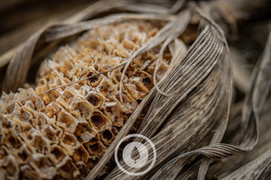 Last Season's Maize Sentient Imagery