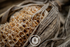 Products: Last Season's Maize Sentient Imagery