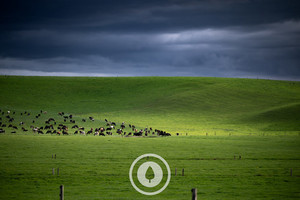 Contours + Cows Sentient Imagery