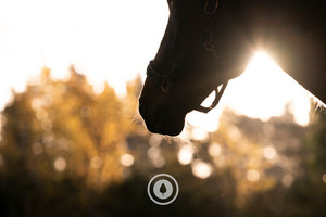 Silhouette + Sun Flare Sentient Imagery