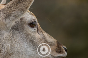 Deer Seeking Sentient Imagery