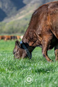 Products: PM Grazing Sentient Imagery