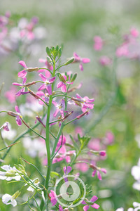 Delicate Pink Daikon Flowers Sentient Imagery