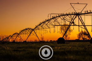 Golden Irrigation Sentient Imagery