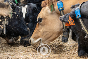 Products: Maize Meal Snacking Sentient Imagery
