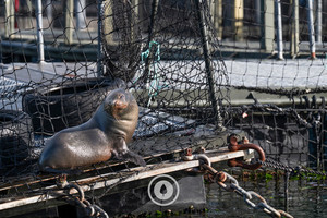 Salmon Farm Holiday Sentient Imagery