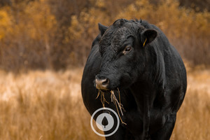 Stately Angus Lad Sentient Imagery