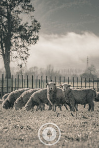 A Winter Flock Sentient Imagery