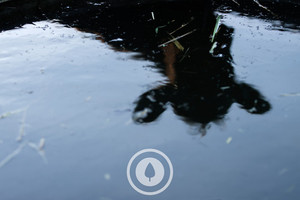 Products: Beefie Reflections Sentient Imagery
