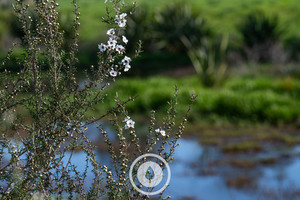 Flowering Mānuka Sentient Imagery