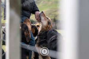 The Gaze of a Working Dog Sentient Imagery
