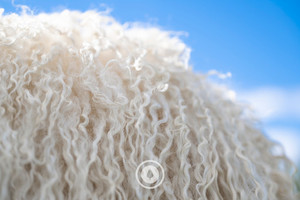A Woolly Cloak Sentient Imagery
