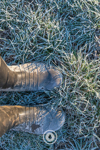Products: The Icy Pasture Underfoot Sentient Imagery