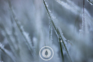 Products: The Thawing Frost Sentient Imagery