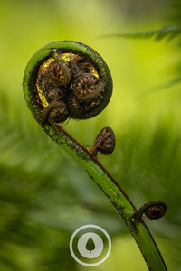 Products: Spring Koru Sentient Imagery