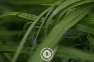 Products: Silage Paddock Cover Sentient Imagery