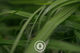 Silage Paddock Cover Sentient Imagery