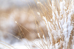 Winter Tussock Sentient Imagery