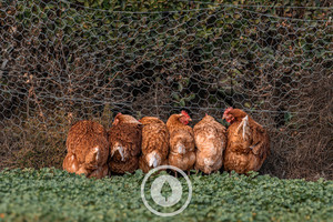 Gerty's Chickens Sentient Imagery