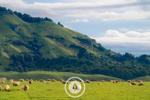 Sheep + Landscape Rising Sentient Imagery