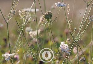Wild Carrot Lattice Sentient Imagery