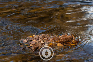 Pool of Leaves Sentient Imagery