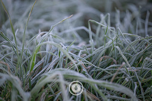 A Cocksfoot Frost Sentient Imagery