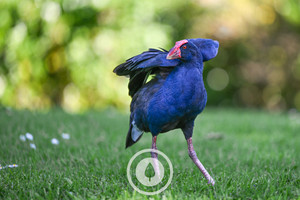 Products: Pūkeko Flouncing Sentient Imagery