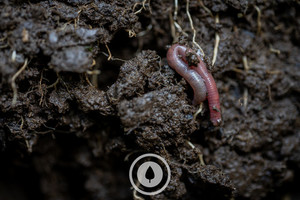 Products: Land's Truth Sentient Imagery