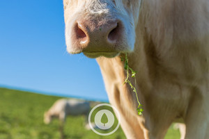 Products: Clover Snacking Sentient Imagery