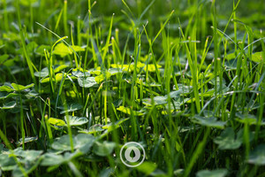 Products: A Spring Bounty Sentient Imagery