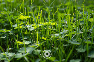 Products: A Spring Bounty Sentient Imagery
