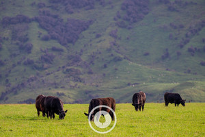 Products: Yellowstone, but the Manawatū Sentient Imagery